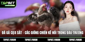 Đá gà cựa sắt