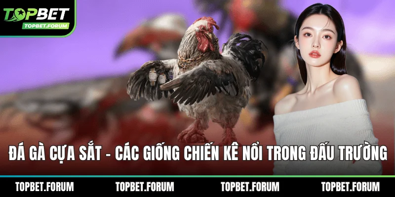 Đá gà cựa sắt