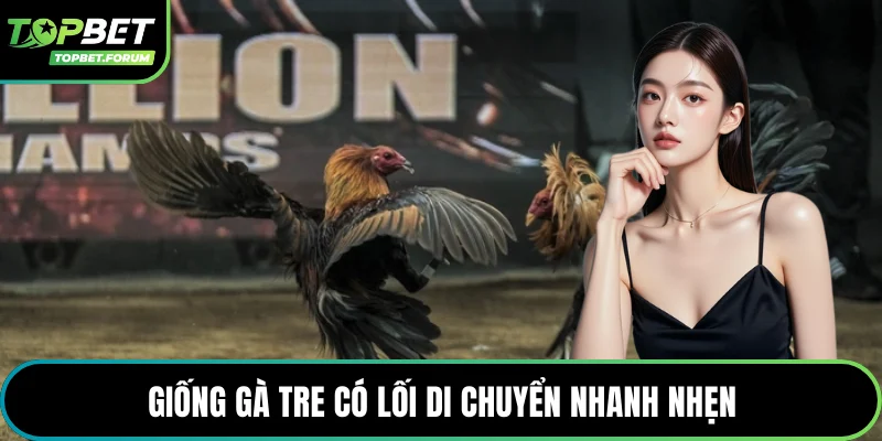 Giống gà tre có lối di chuyển nhanh nhẹn