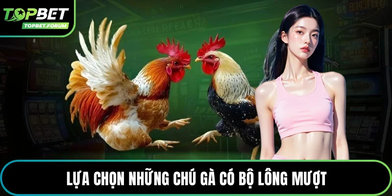 Lựa chọn những chú gà có bộ lông mượt