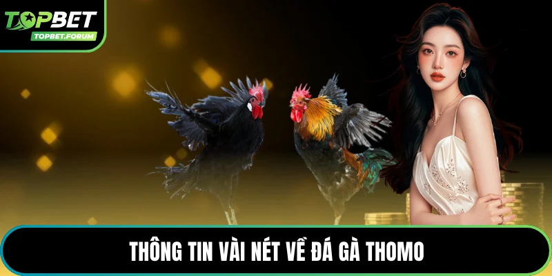 Thông tin vài nét về đá gà thomo